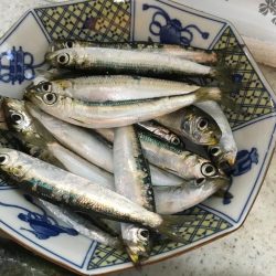 太刀魚フィーバー収まる